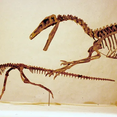 Orodromeus
