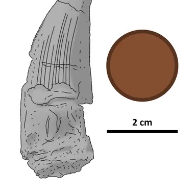 Ostafrikasaurus
