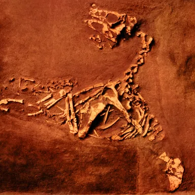 Oviraptor
