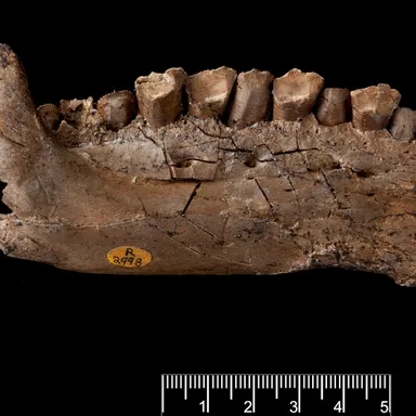 Owenodon