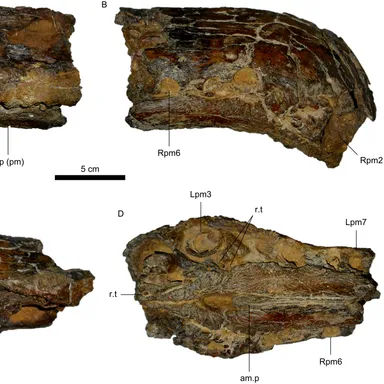 Oxalaia