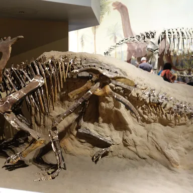 Pachyrhinosaurus