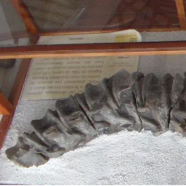 Padillasaurus