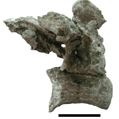 Paludititan