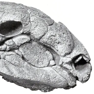 Panoplosaurus