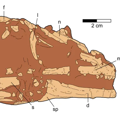 Papiliovenator