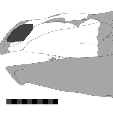 Paranthodon