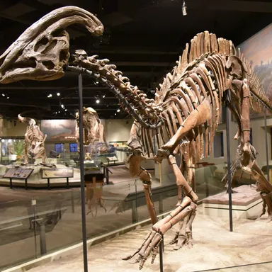 Parasaurolophus