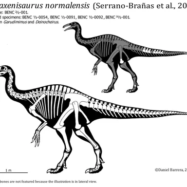 Paraxenisaurus