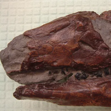 Parksosaurus