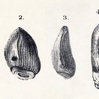 Cardiodon
