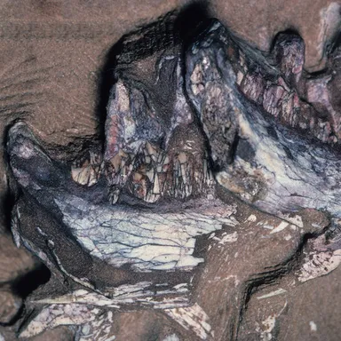 Pegomastax