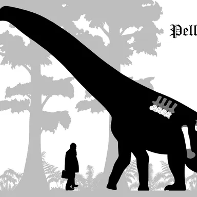 Pellegrinisaurus