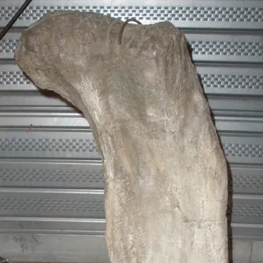 Phuwiangosaurus