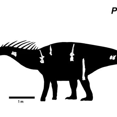 Pilmatueia