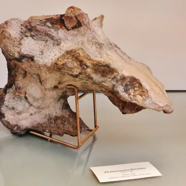 Piveteausaurus