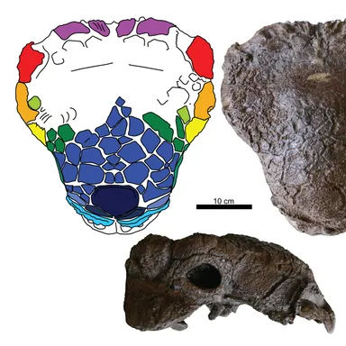 Platypelta