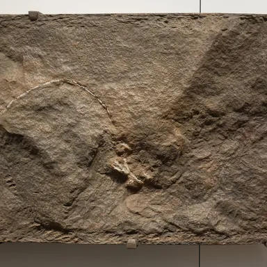 Podokesaurus