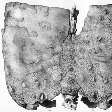 Polacanthus