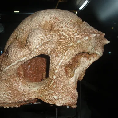 Prenocephale