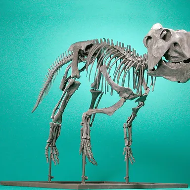 Prenoceratops
