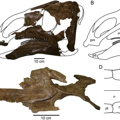 Probrachylophosaurus