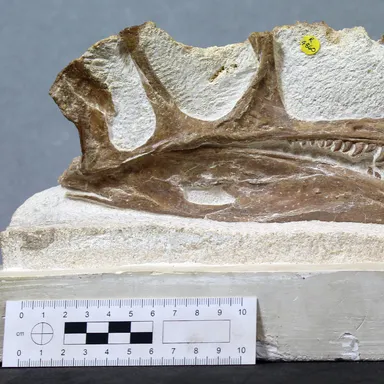 Proceratosaurus