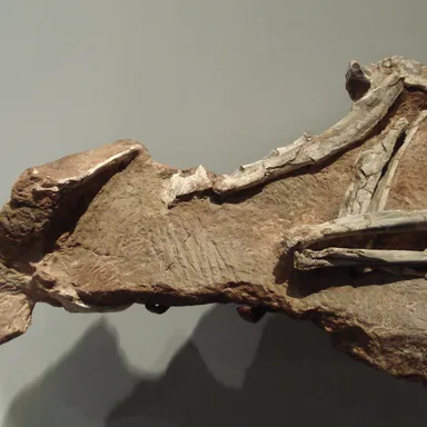 Procompsognathus