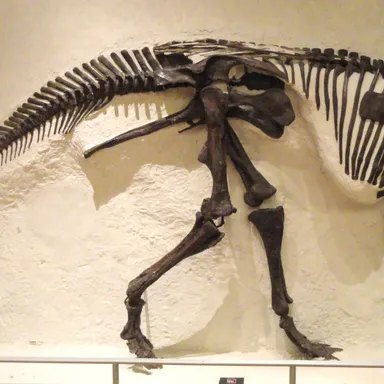Prosaurolophus