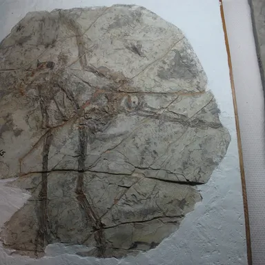 Protarchaeopteryx