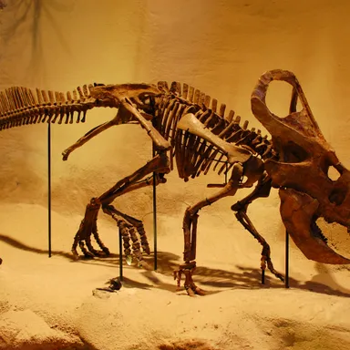 Protoceratops