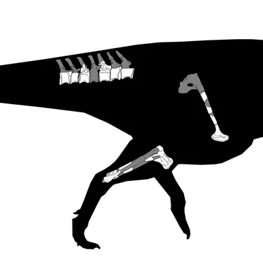 Pycnonemosaurus