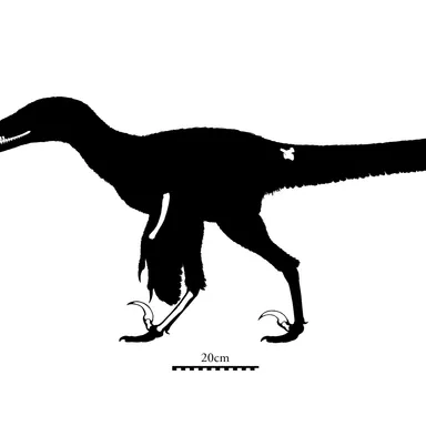 Pyroraptor