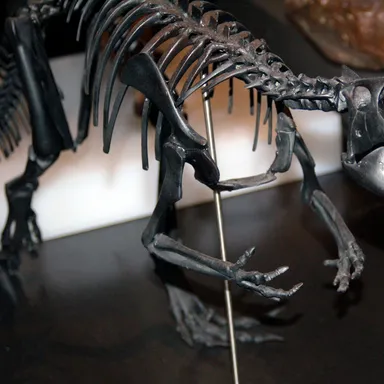 Qantassaurus