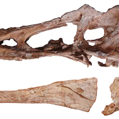 Qianzhousaurus