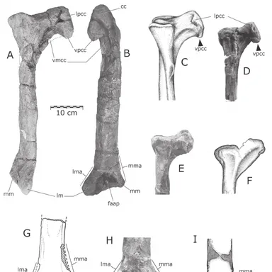 Quilmesaurus