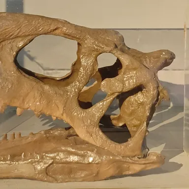 Rajasaurus