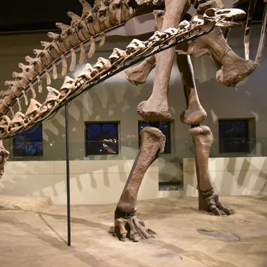 Rapetosaurus