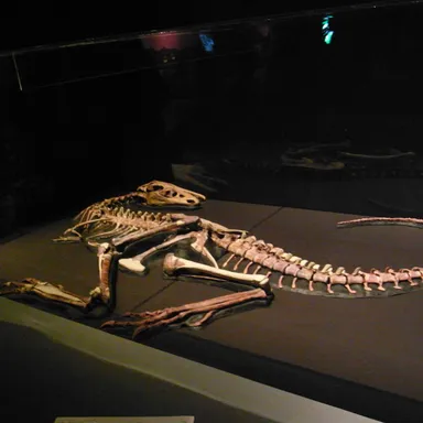 Raptorex