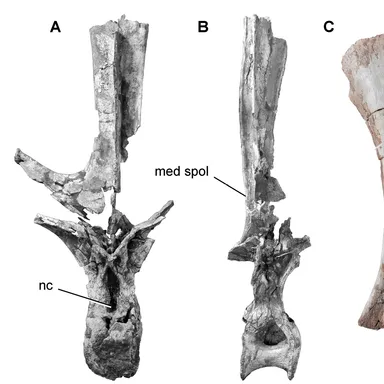Rebbachisaurus