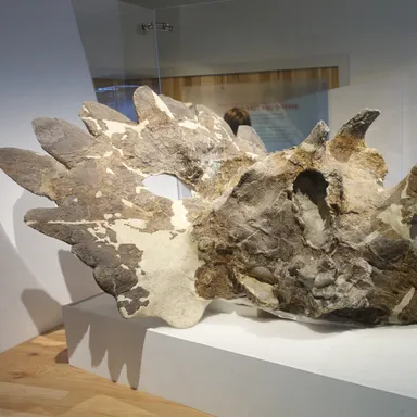 Regaliceratops