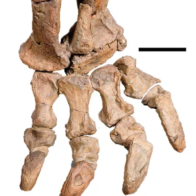 Rhoetosaurus