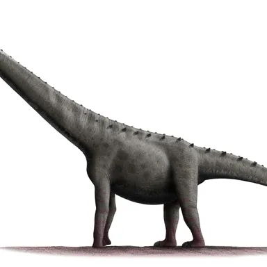 Rinconsaurus