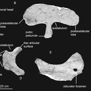 Rocasaurus