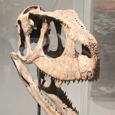 Rugops