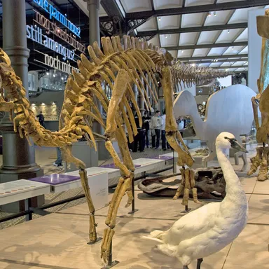 Sahaliyania