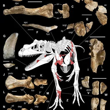 Saltriovenator