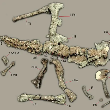 Sanjuansaurus