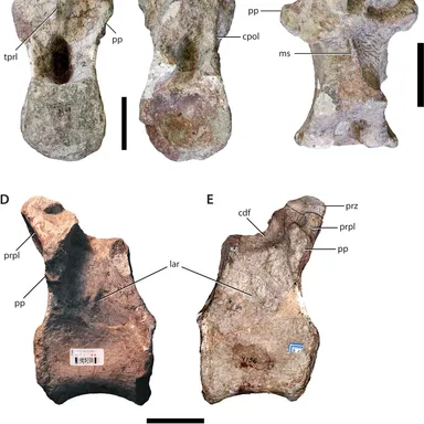 Sanpasaurus