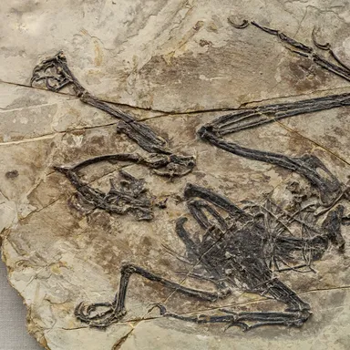 Sapeornis